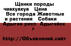 Щенки породы чиахуахуа › Цена ­ 12 000 - Все города Животные и растения » Собаки   . Адыгея респ.,Адыгейск г.
